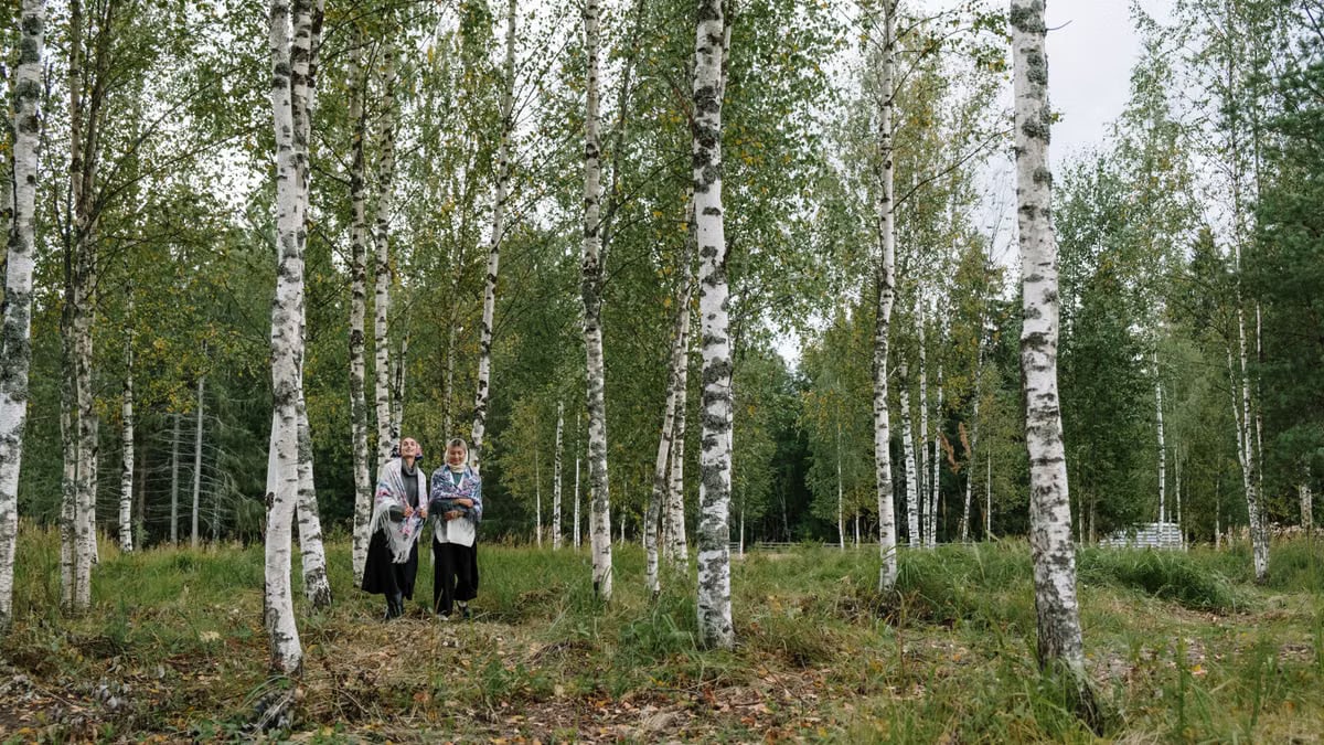 Two women walking in a peaceful birch forest, enjoying the tranquility of nature.